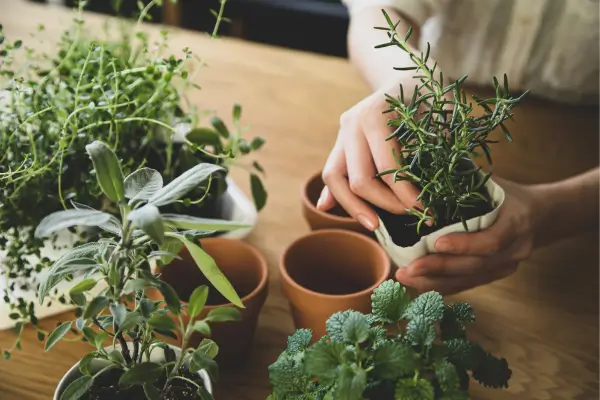 As Melhores Ervas para Cultivar em Hortas Urbanas